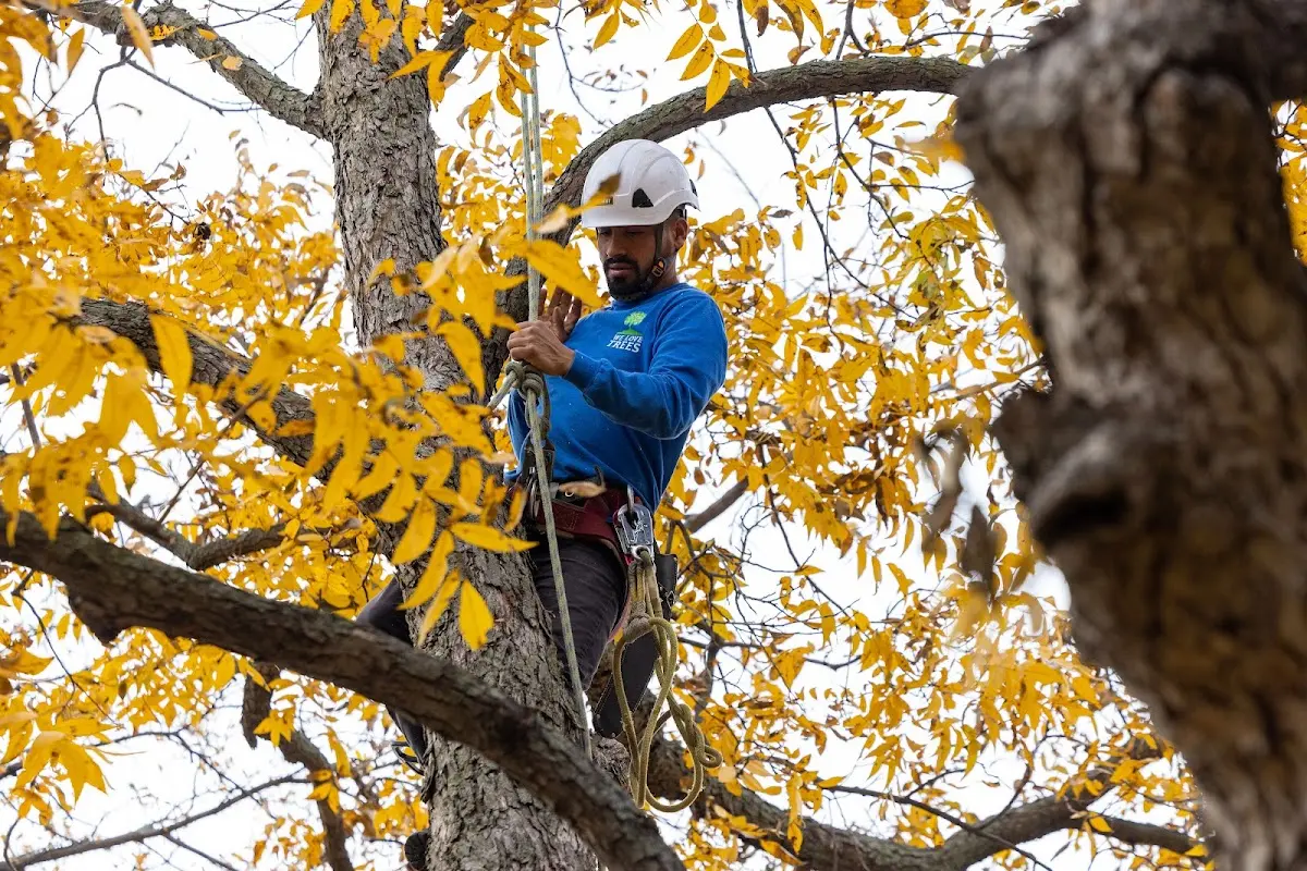Skilled Tree Trimming crew working in Bowersville